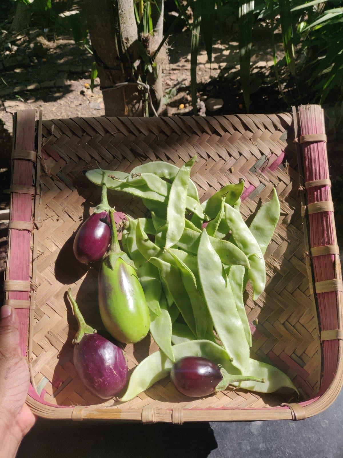 A basket of fresh harvest from a permaculture garden