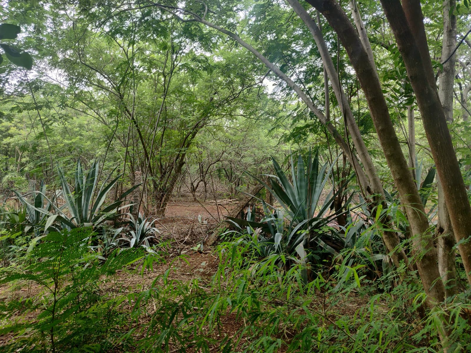 Agave rows forming a fire-resistant barrier