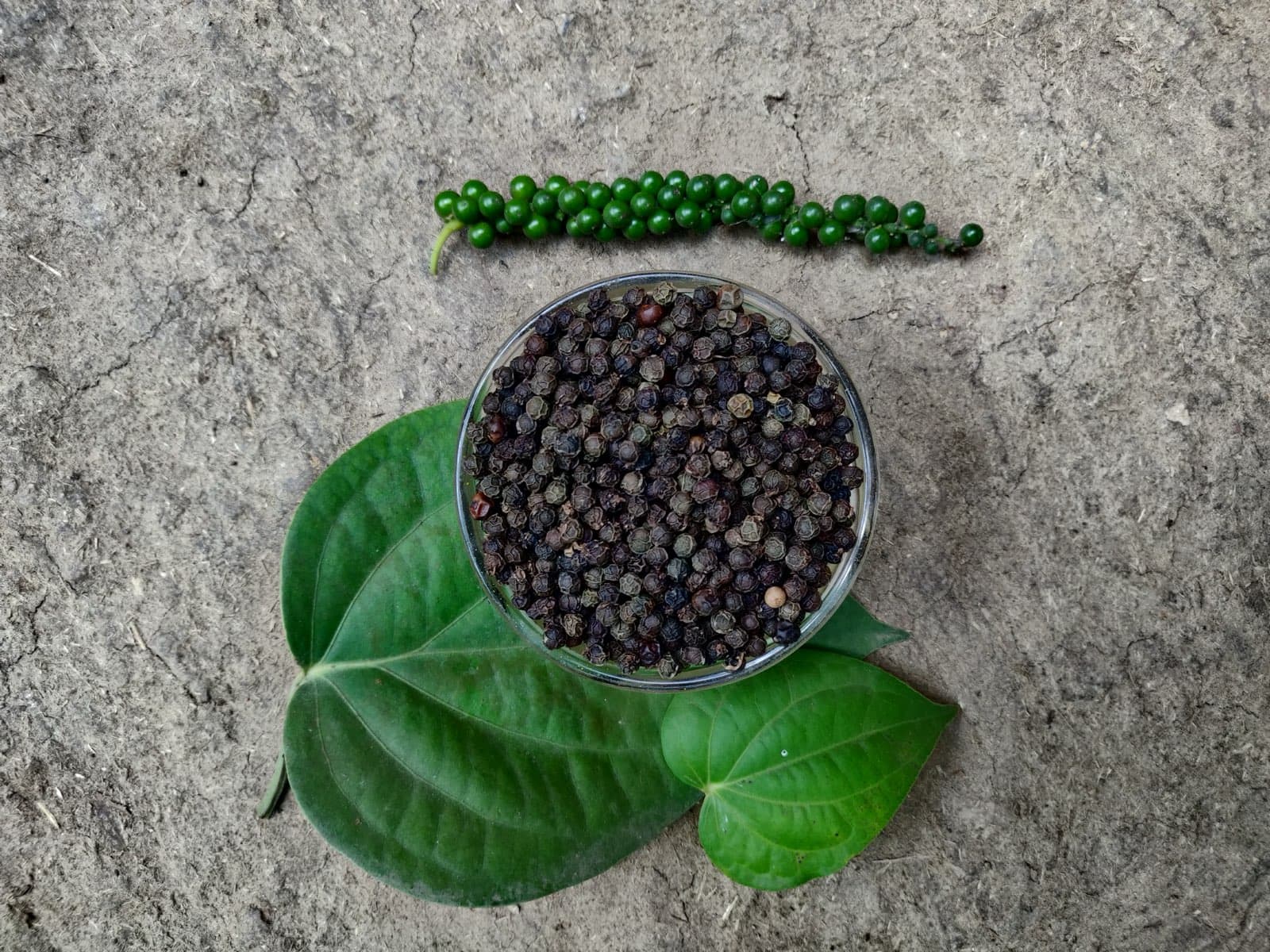 Black pepper harvest