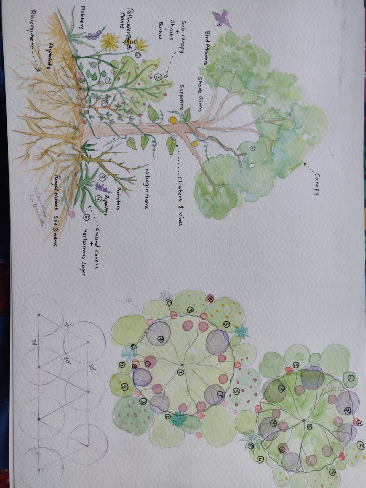 A guild within a cultivated ecology