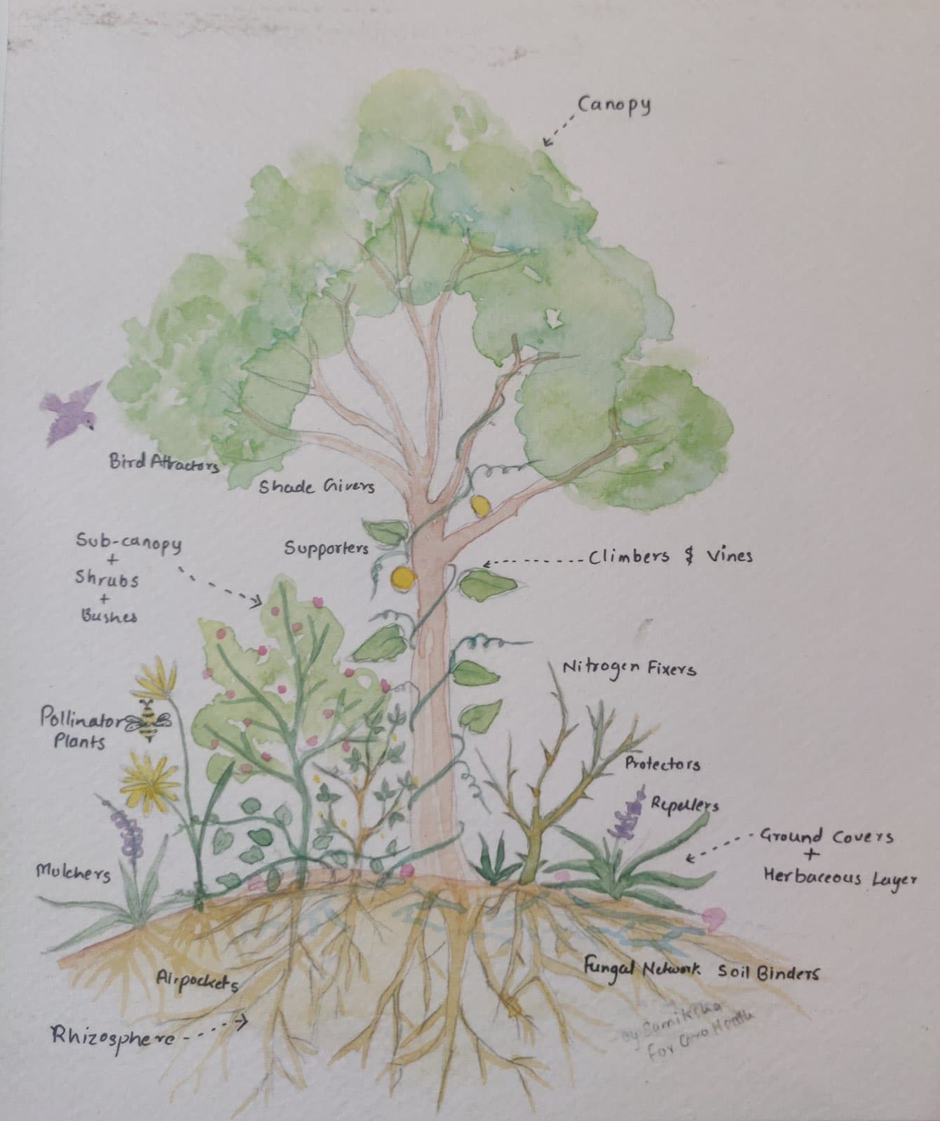 A natural guild of native plants