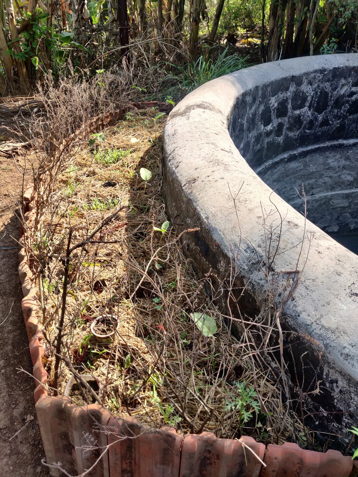 A hügelkultur bed building soil with buried biomass