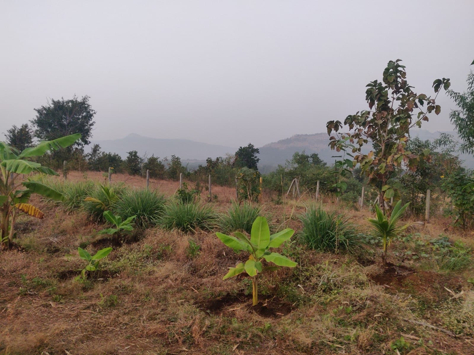 Tree plantation along swales