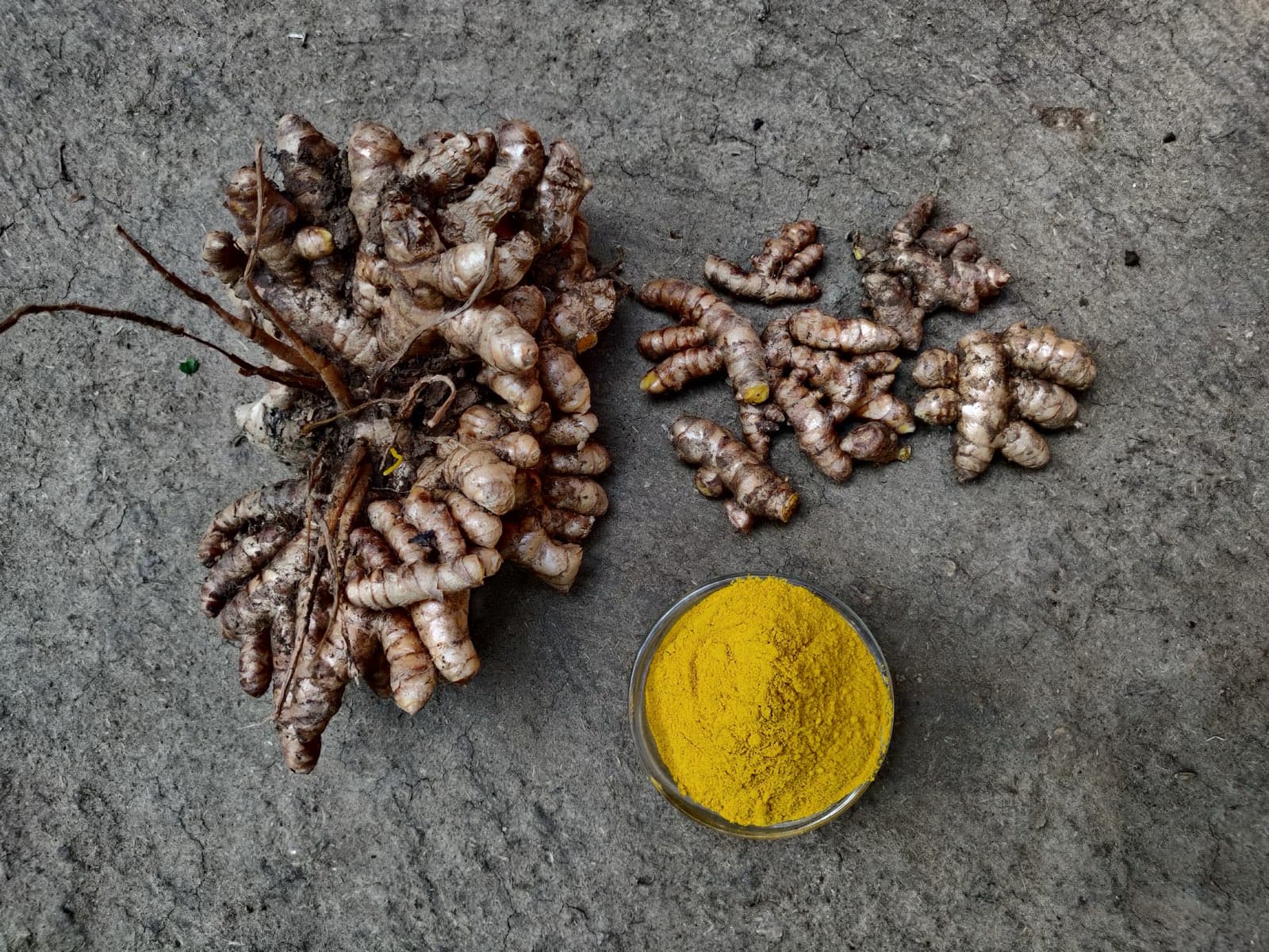 Turmeric harvest